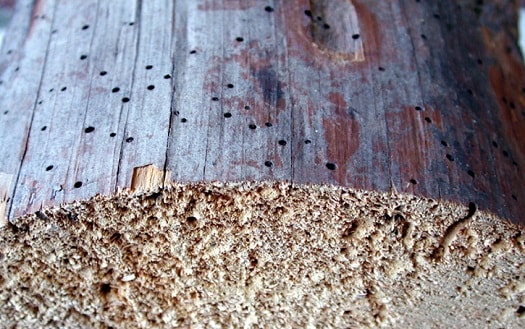 Повреждения древесины точильщиками - фото 1